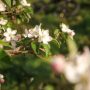 Frühling, Blüte, Sonne, TG Naturns_Fotostudio 2000 (8)