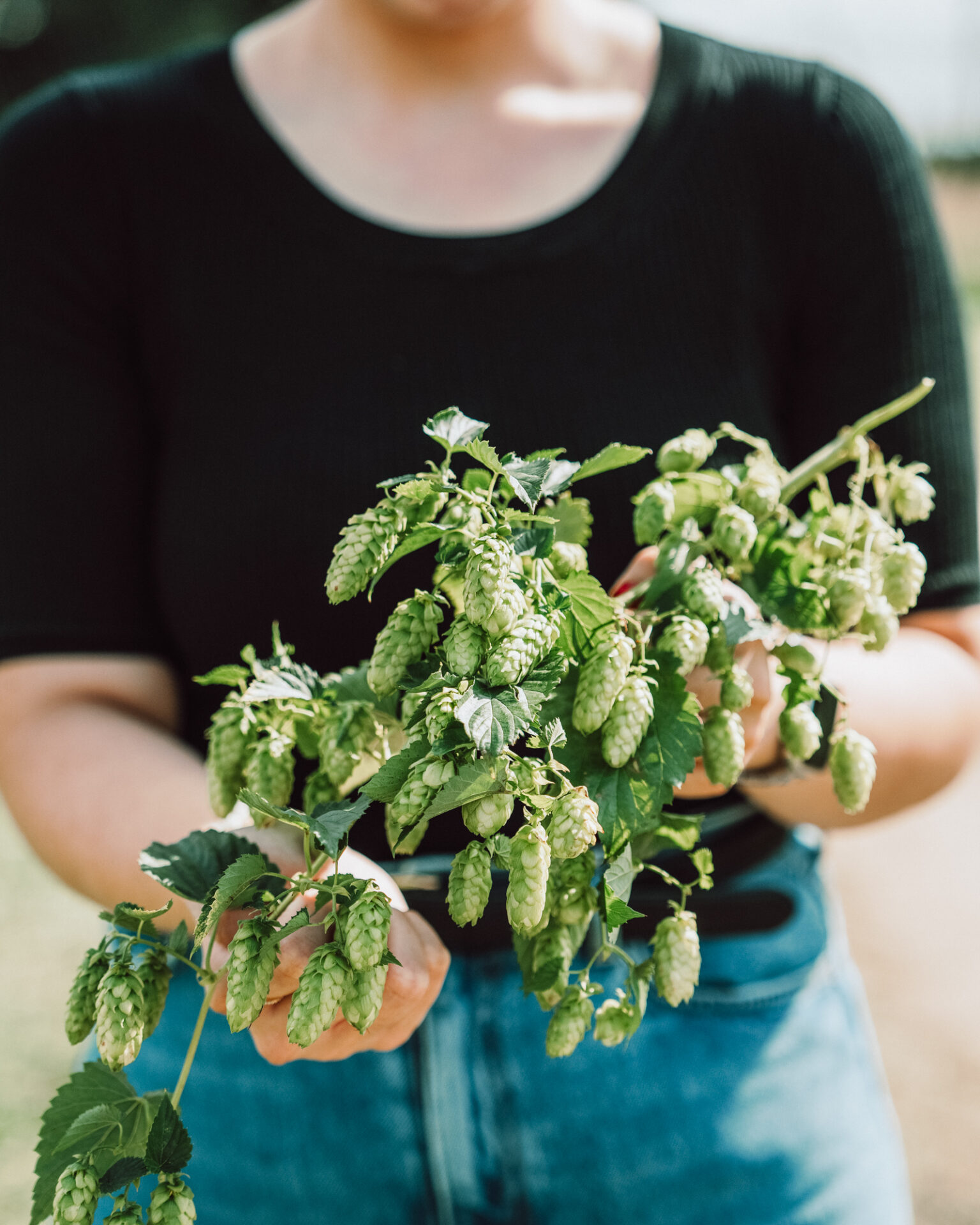 Hopfen