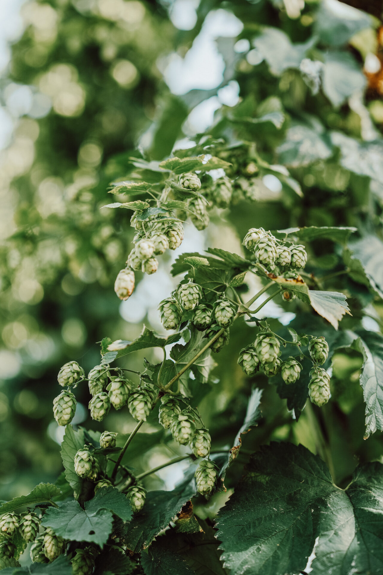 Hopfen