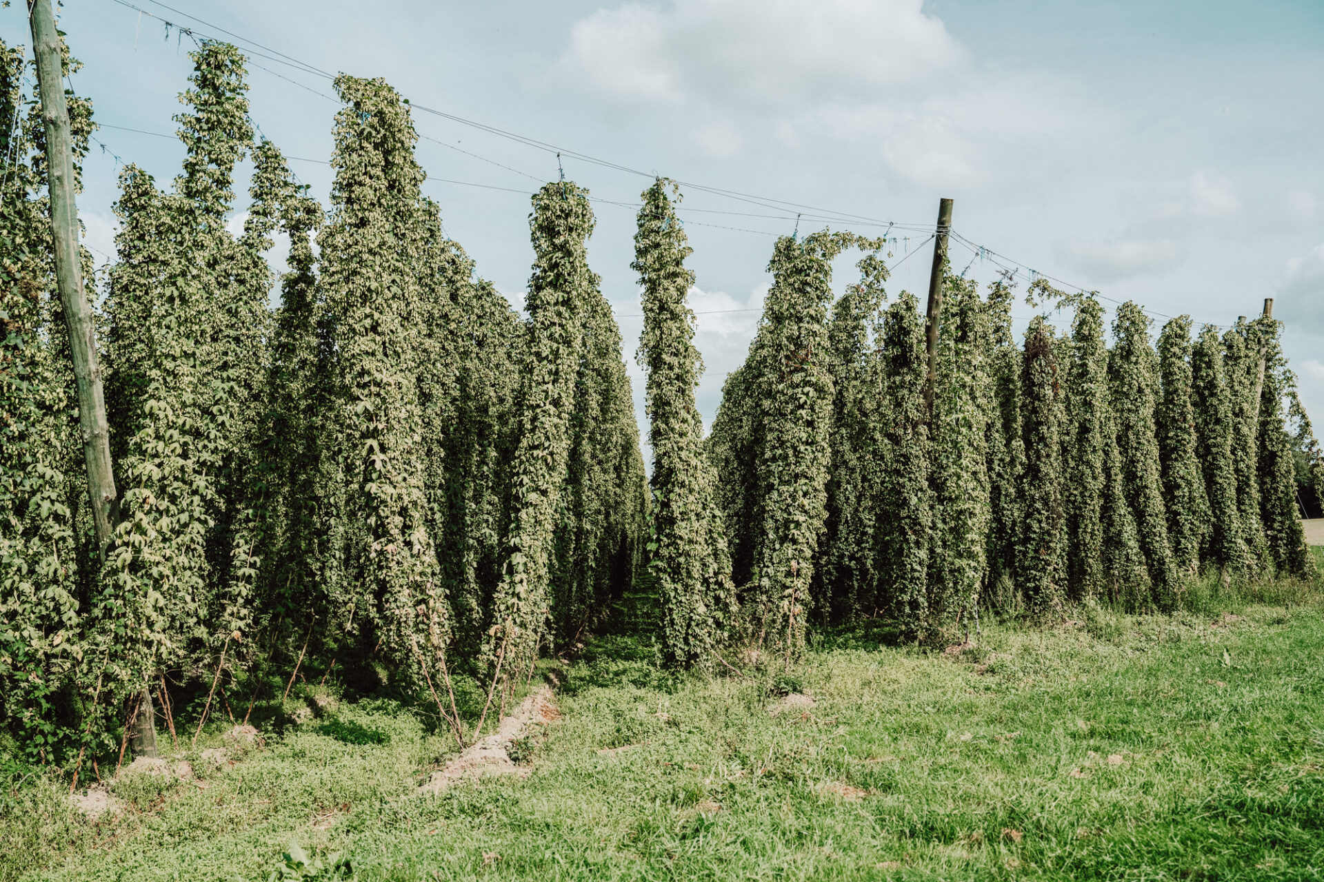 Hopfen