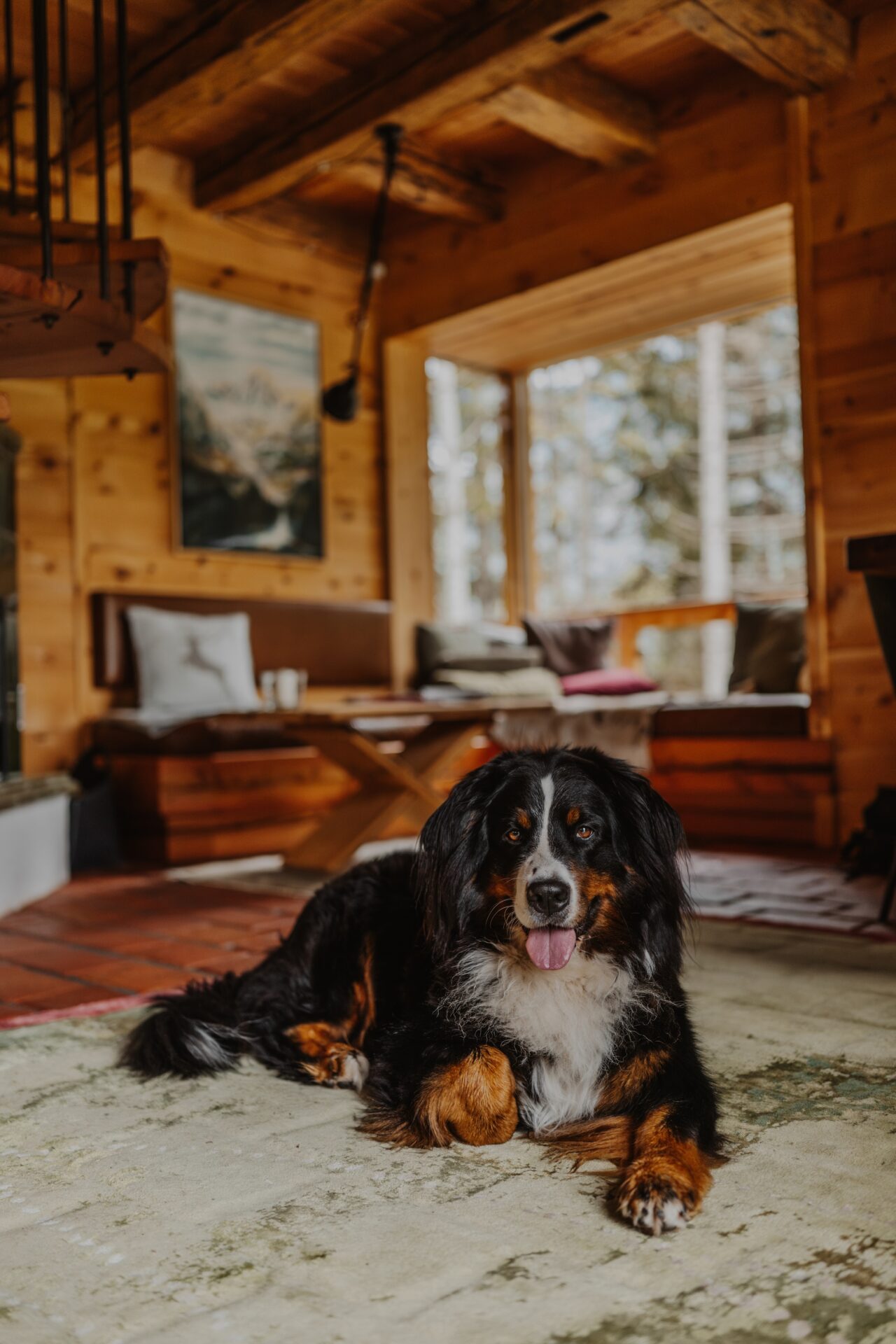Urlaub mit Hund