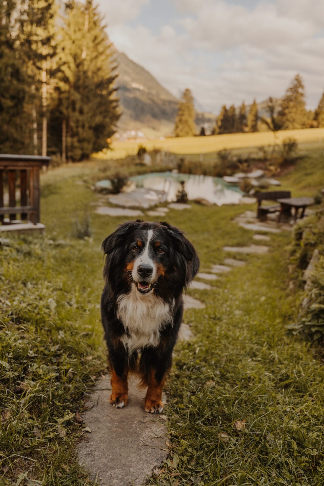 Urlaub mit Hund