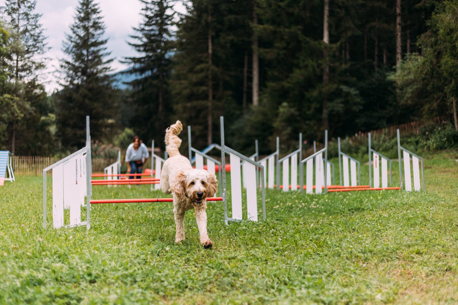 Urlaub mit Hund