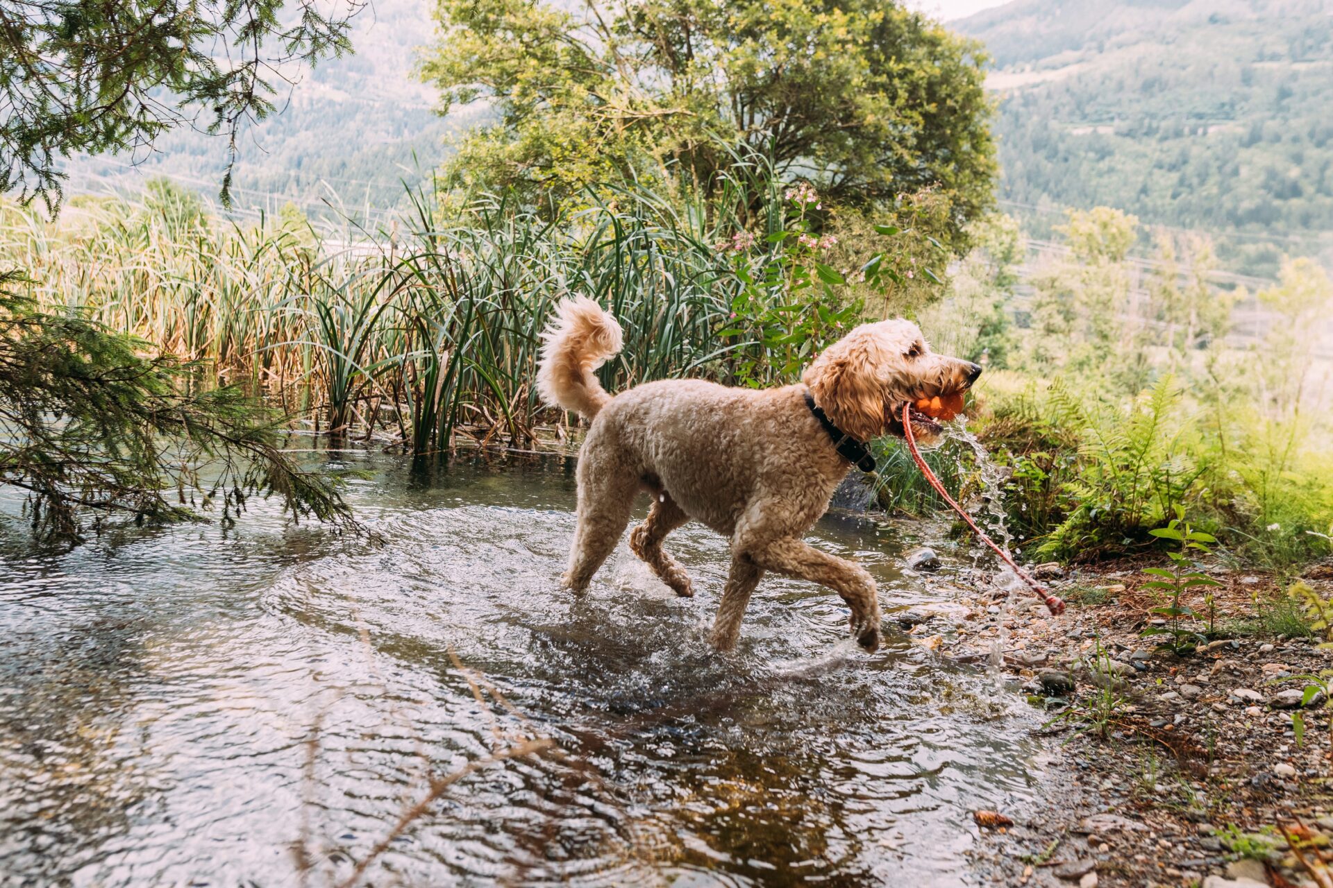 Urlaub mit Hund